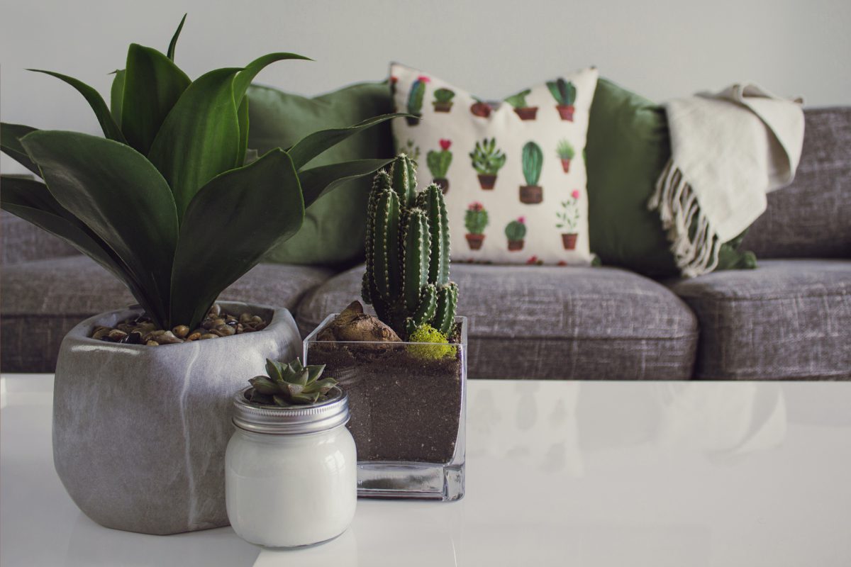 Three potted plants sit on a coffee table in the foreground. In the background is a grey couch with throw pillows. It's a small living room.